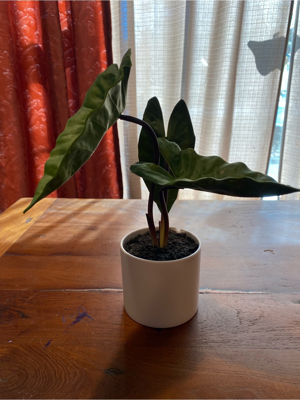 Green Alocasia (Elephant Ears)Tabletop Plant in White Ceramic Pot